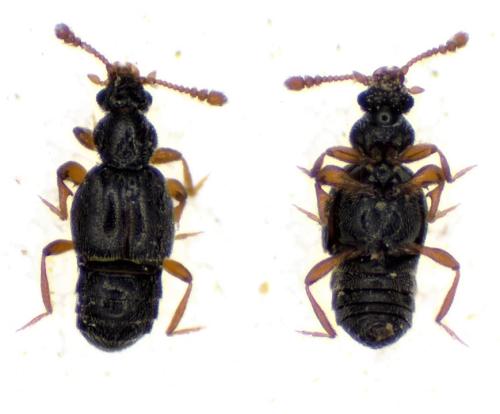 Bibloporus minutus